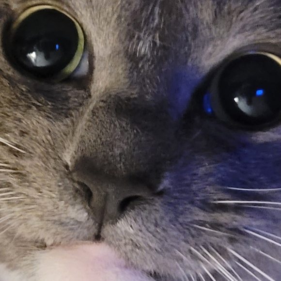 Meet your Posher, Blitzle - Picture 1 of 1